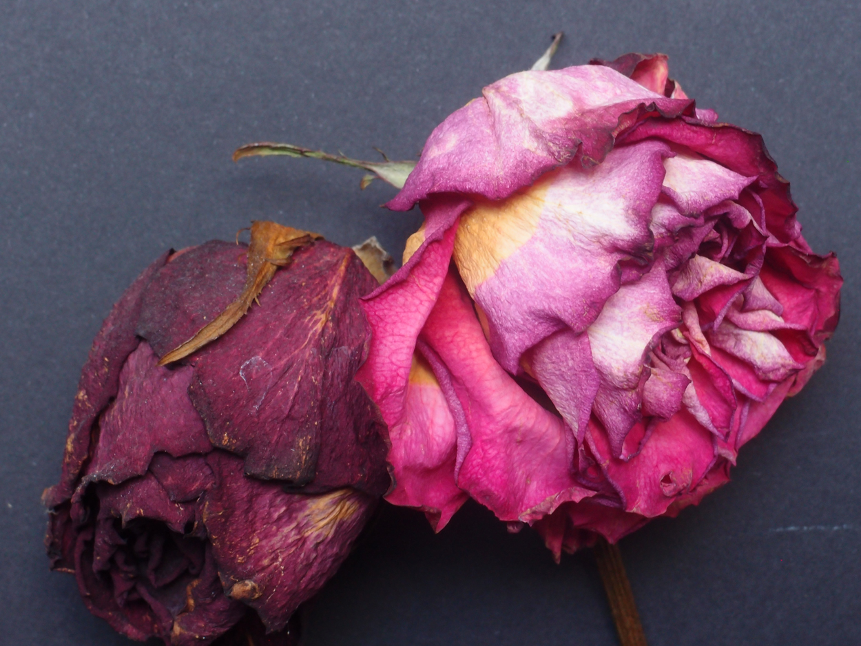 2018-03-08 Budded Roses